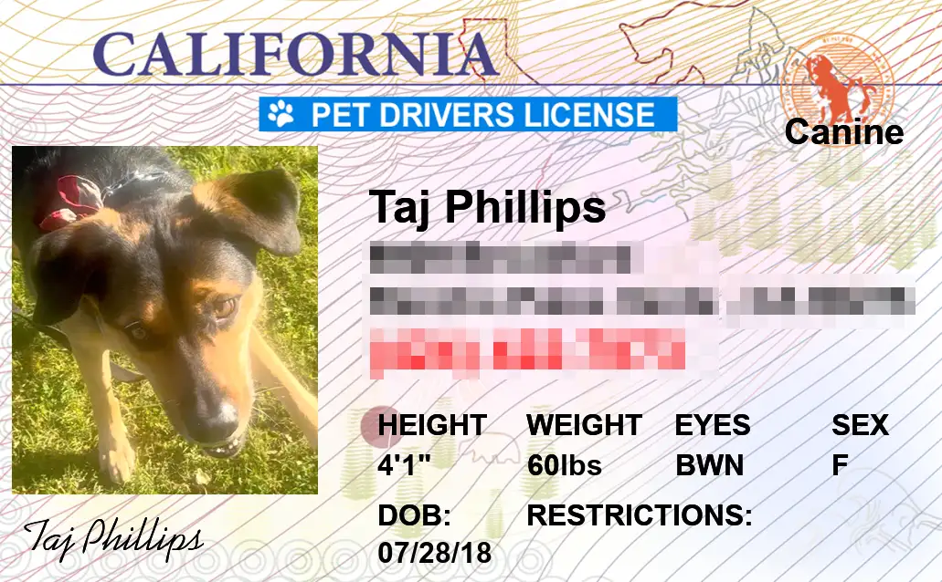 New California state pet licenses