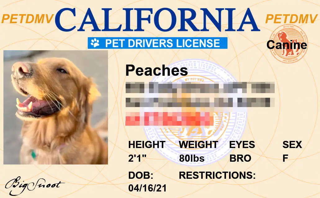 Old California state pet licenses