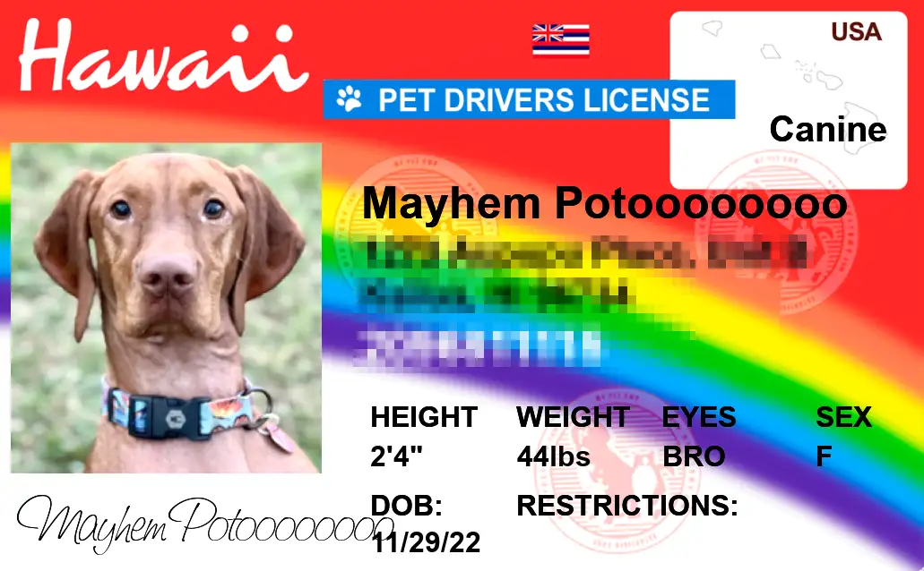 Hawaii state pet licenses