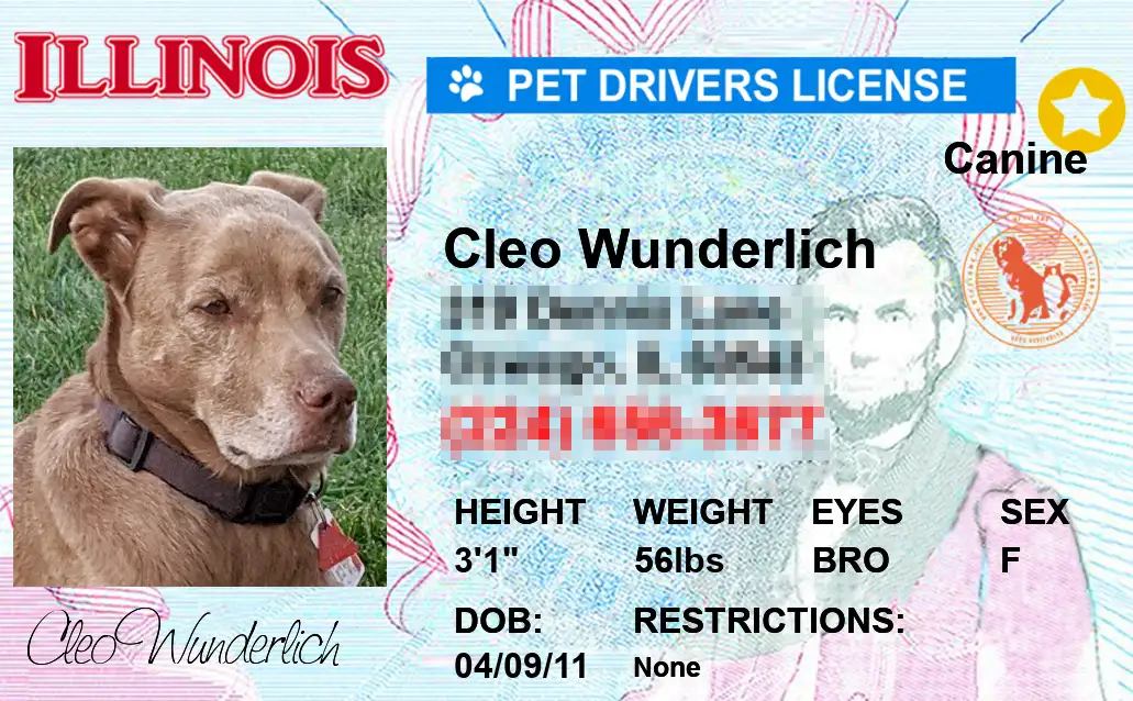 Illinois state pet licenses