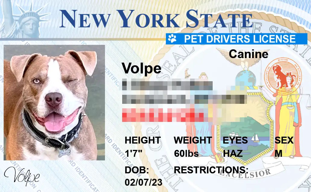 Pet Licenses for State New York
