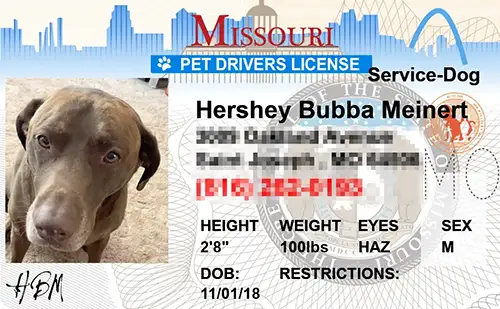 Missouri custom dog driver license style ID tag