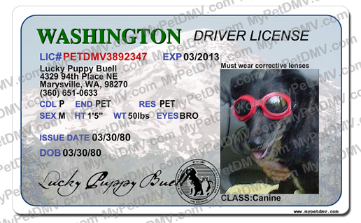 Washington state pet licenses