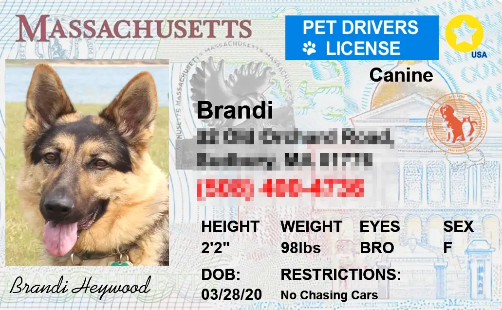 Pet-Licenses-for-State-Massachusetts