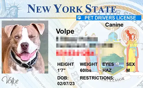 thumb-Pet-Licenses-for-State-New-York